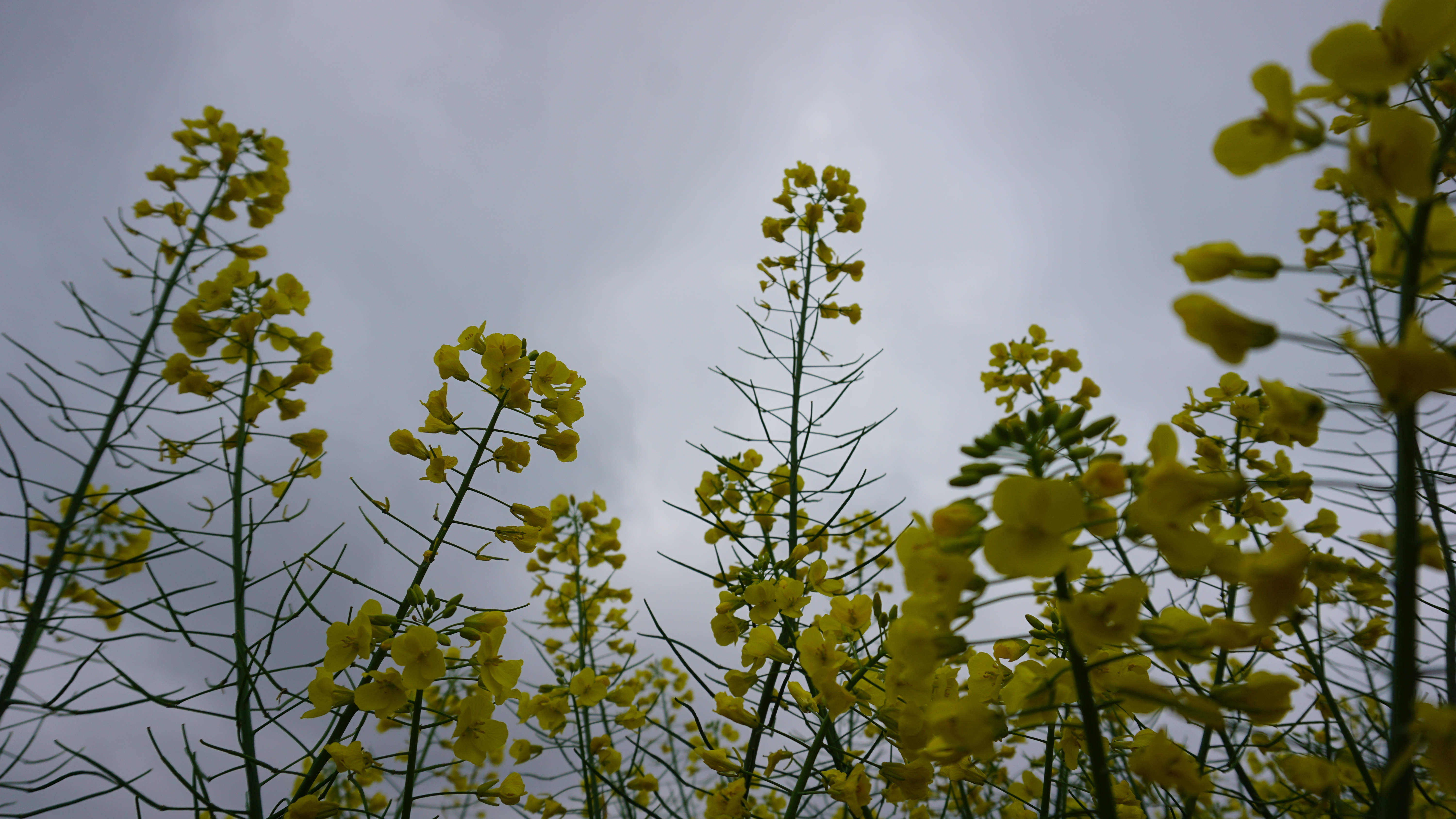 与春日相约， 追历史足迹